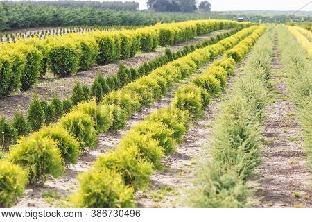 Rows Of Young Conifers In Greenhouse With A Lot Of Plants On Plantation