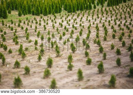 Rows Of Young Conifers In Greenhouse With A Lot Of Plants On Plantation