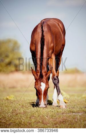 A Red Colt With A White Stripe On Its Muzzle Is Grazing In A Field.