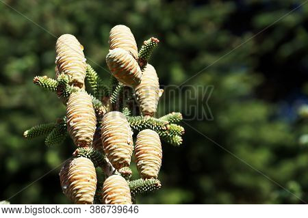 Young Cones With Resin Of Blue Spruce Close-up