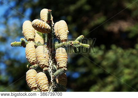 Young Cones With Resin Of Blue Spruce Close Up