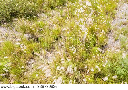 wild sugarcane grass with white flowers and seeds in the field near a river in Nantou, Taiwan