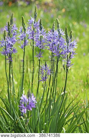 Camassia Leichtlinii Blue Flowers In The Spring