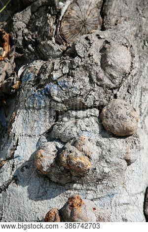 Tree Trunk. Knotted Tree Trunk background. Knots and Bumps growing on an old tree. Backgrounds and Textures. 