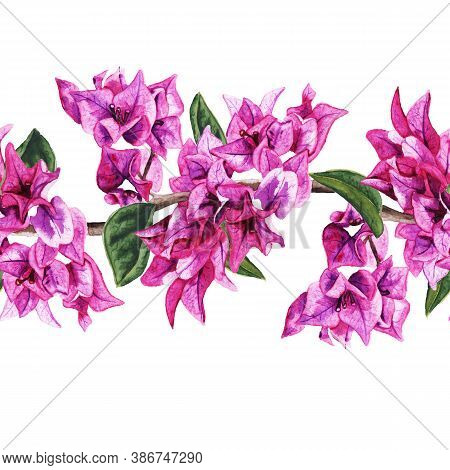Seamless Pattern With Flowers Of Bougainvillea. Hand Drawn Watercolor Illustration. Good Design For 