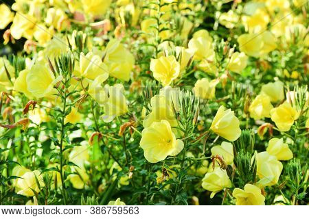 Beautiful Blooming Yellow Enotera In The Summer Garden. High Resolution Photo. Selective Focus. Shal