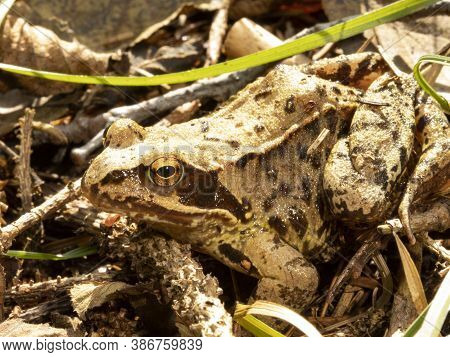 Brown European Frog In The Forest Sitting In The Grass
