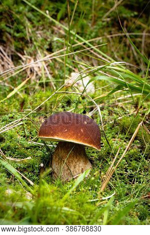 Beautiful Bronze Bolete Is Hiding Under Turf Grass In The Middle Of A Forest Meadow In The Jizera Mo