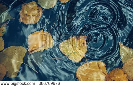 Autumn Concept Background.big Drop Falling On Puddle Leaving A Radial Circles On Surface With Fallen