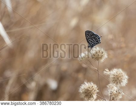 Wild Life. Butterfly Photos In Natural Life