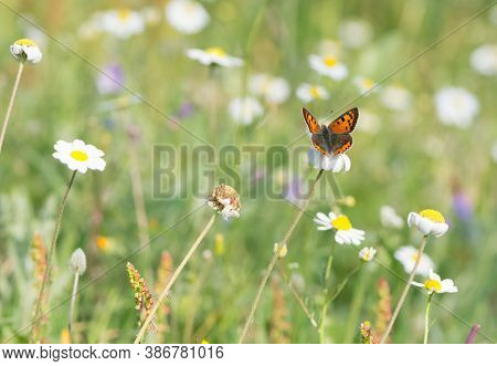 Wild Life. Butterfly Photos In Natural Life