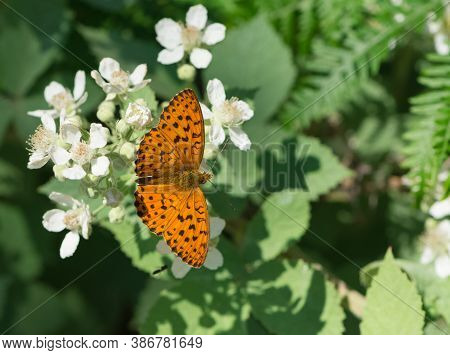 Wild Life. Butterfly Photos In Natural Life