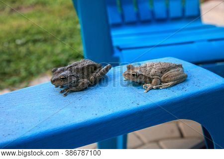 Two Cuban Tree Frogs Osteopilus Septentrionalis On A Blue Chair In Tropical Florida.