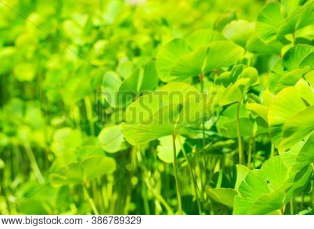 Marsilea  Leaf On Blurred Green Background In Horizontal Format