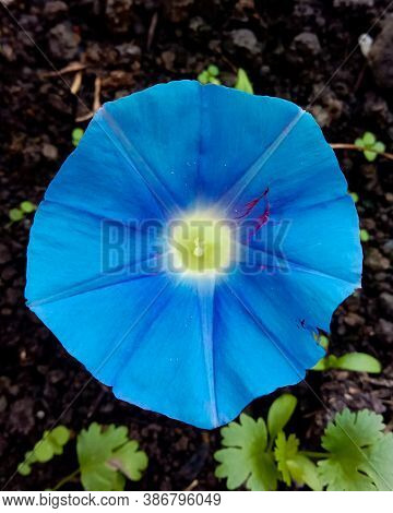 Ipomoea Tricolor, Heavenly Blue Morning Glory Flower.