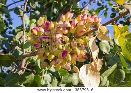 pistache sur arbre
