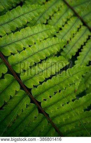 Close Up Freshness Green Leaf Of Ferns In The Tropical Forest With Sunlight At The Summer Time. Natu