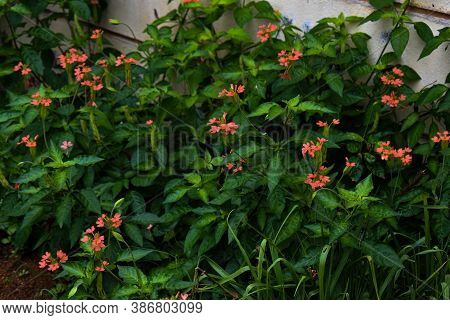 A Bunch Of Crossandra Flowers In Saffron Color Grown Near A Wall In A Home Garden