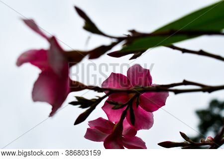 Red Colored Mandala Blanche Flowers In Focus With White Background