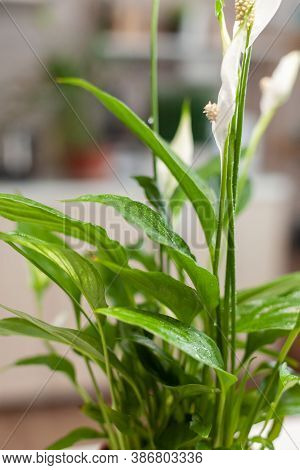 Close Up Of Flower In Home Kitchen While Woman Is Gardening. Decorative, Plants, Growing, Lifestyle,