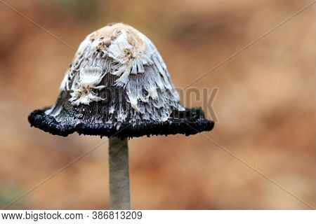 Close Up Of A Mushroom With Correct Botanic Name 'schopftintling Coprinus Comatus'. Commonly Called 