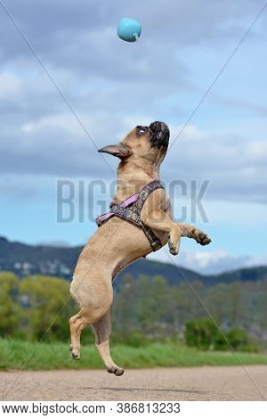 Athletic Healthy Fawn French Bulldog Dog Jumping High To Catch A Ball Toy During Playing Fetch In Fr