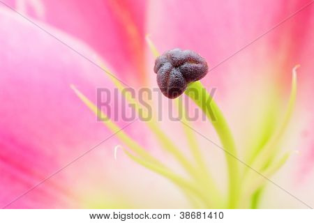 Pink liljer