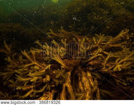 A Closeup Picture Of Beautiful Bladder Wrack, Fucus Vesiculosus, In A Healthy Northern European Mari