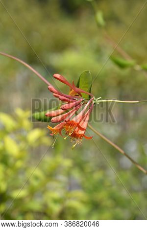 Honeysuckle Dropmore Scarlet Flower Buds - Latin Name - Lonicera X Brownii Dropmore Scarlet