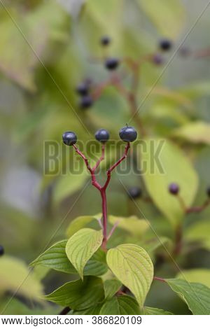 Giant Dogwood Berries - Latin Name - Cornus Controversa