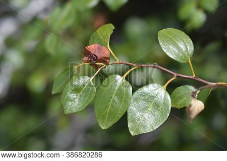 Christs Thorn Branch - Latin Name - Paliurus Spina-christi