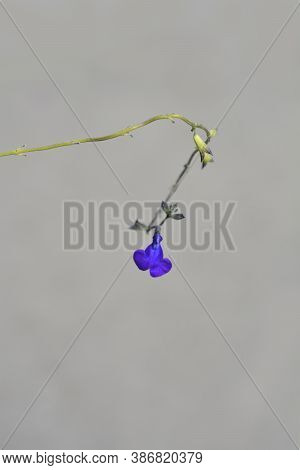 Baby Sage Blue Monrovia - Latin Name - Salvia Microphylla Blue Monrovia