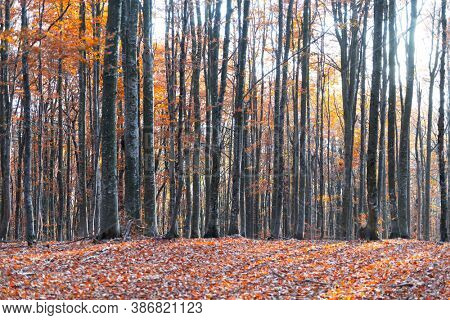 Majestic old beech forest with yellow and orange folliage at autumn time. Picturesque fall scene in Carpathian mountains, Ukraine. Landscape photography