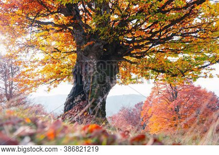 Majestic old beech tree with yellow and orange folliage at autumn forest. Picturesque fall scene in Carpathian mountains, Ukraine. Landscape photography