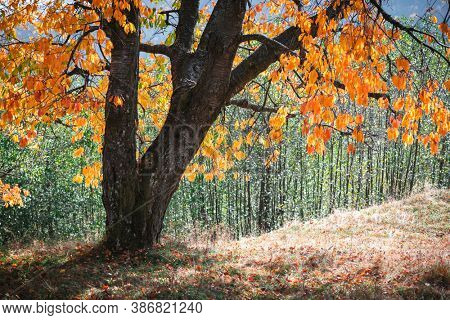 Majestic old tree with yellow folliage at autumn forest. Picturesque fall scene in Carpathian mountains, Ukraine. Landscape photography