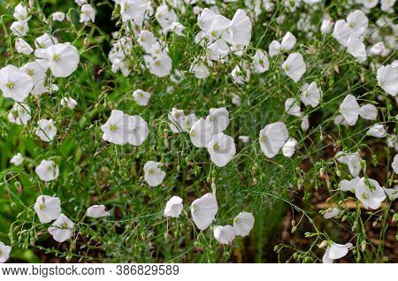 Linum Perenne 
