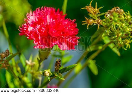 Close-up Of A Pink Chabot Garden Carnation Flower In The Garden On A Sunny Day