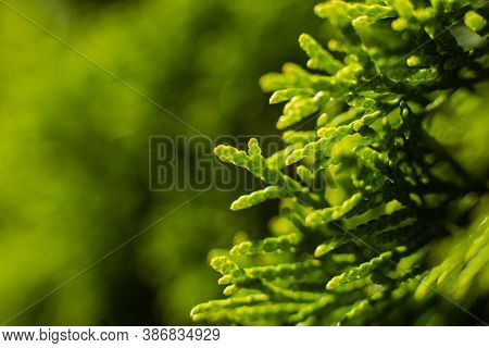 A Large Green Bush Grows Near The Trees, Picture With A Focus On A Small Twig