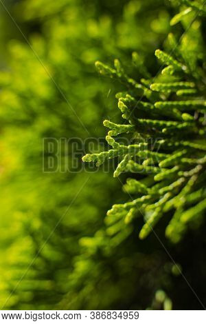 Picture Of A Large Green Bush Grows Near The Trees, Picture With A Focus On A Small Twig With A Fly 