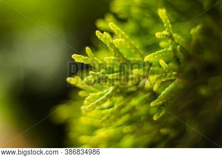 A Large Green Bush Grows Near The Trees, Picture With A Focus On A Small Twig