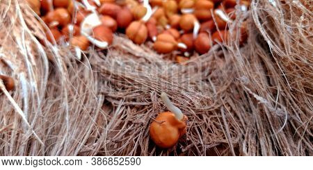 Fresh Brown Color Isolated Chickpea With Set Mixed For Marketing Promotion Purpose On Brown Coconut 