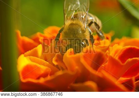 Photo Of A Beautiful Bee And Flowers A Sunny Day.