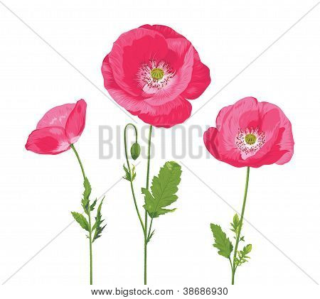 Poppy