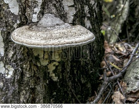 Tinder Mushroom, With Latin Name Polyporaceae, The Bottom Of The Mushroom Stands Out A Clear Liquid,