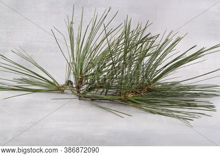 Branch Of Pinus Bungeana. True Real Colors.