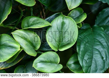Tropical Houseplant With Botanic Name 'scindapsus Treubii Moonlight' With Light Silver Markings
