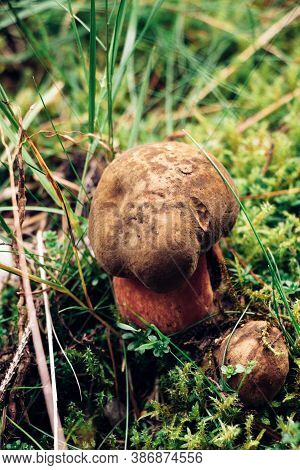 Very Rare Species Of Bolete Mushroom - Boletus Aereus. Hidden In The Wet Grass. Bronze Hurts On A Me