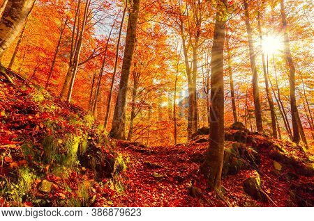 Autumn In Buila Vanturarita, Carpathian Mountains, Romania. Vivid Fall Colors In Forest. Scenery Of 