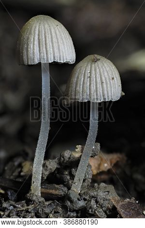 The Fairy Inkcap (coprinellus Disseminatus) - Inedible