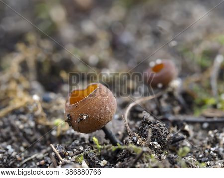 The Anemone Cup (dumontina Tuberosa) - Inedible